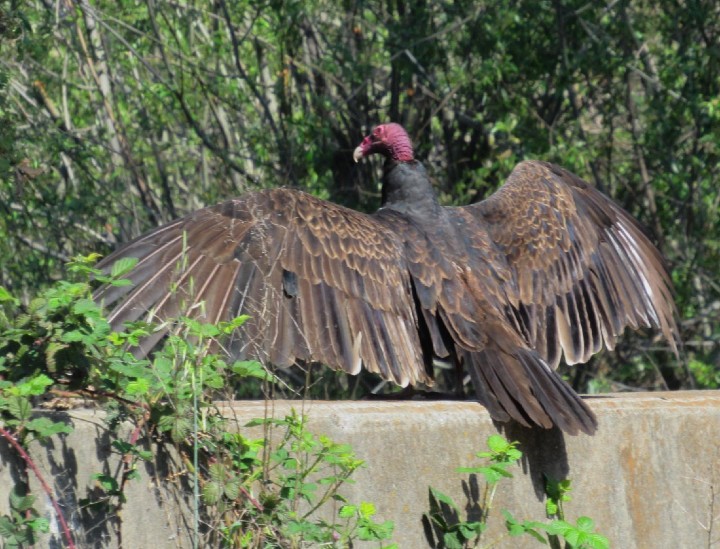 Turkey Vulture